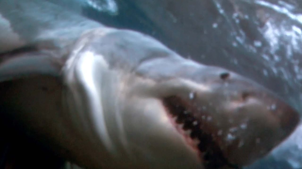 OCEARCH Sharkives: UPSIDE DOWN PARALYSIS (Chapter 12)