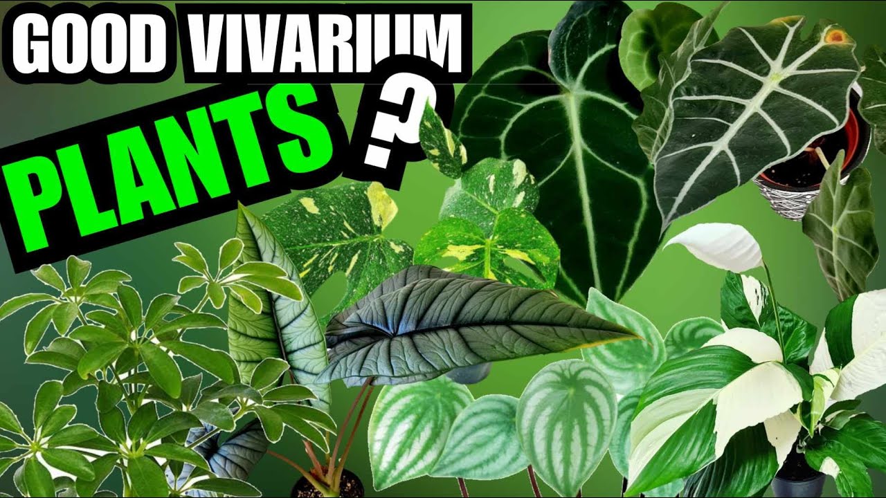 The Best Vivarium Plants For Reptiles & Amphibians