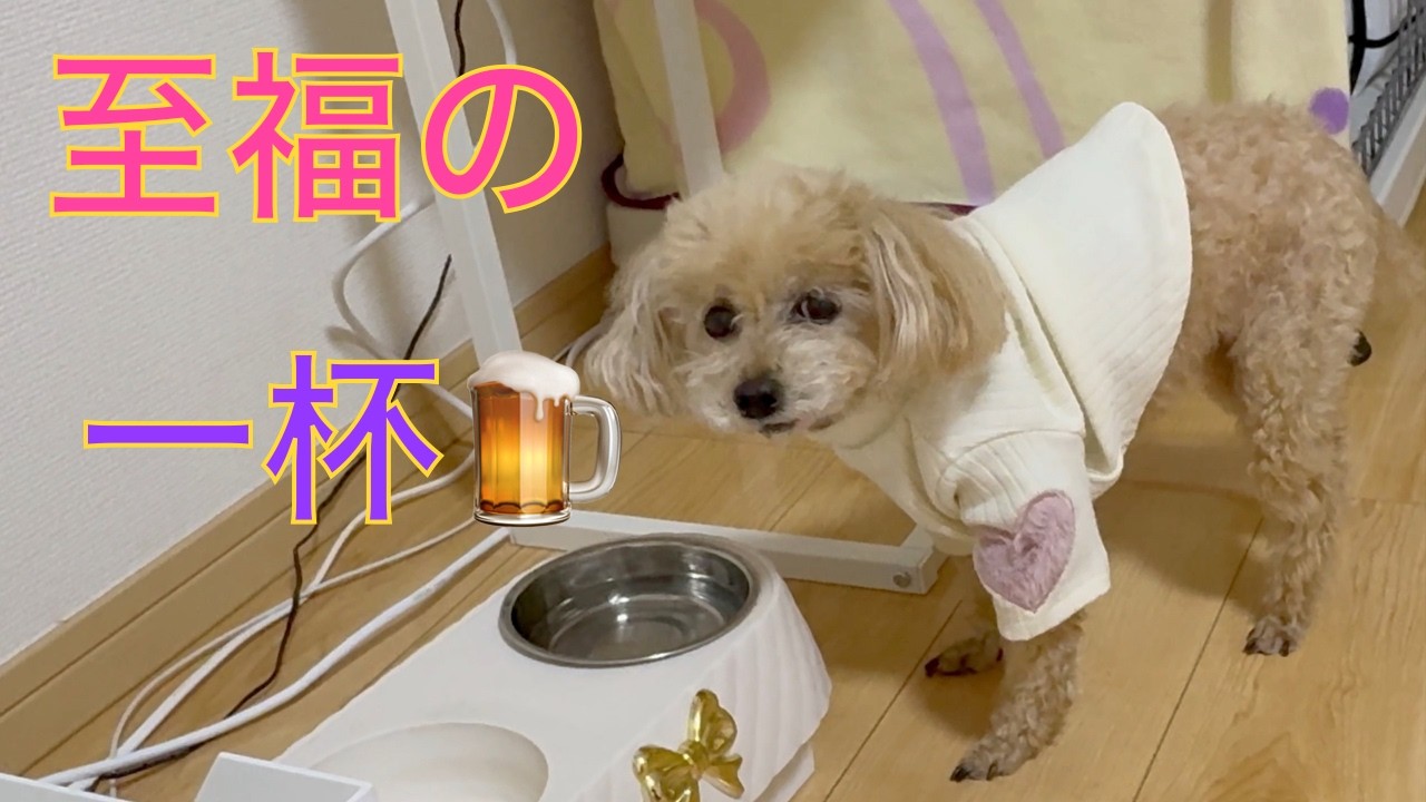 至福の一杯を飲み干すトイプードル！新鮮さを求めての要求が強すぎた