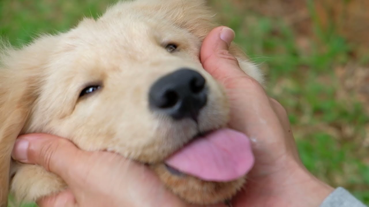 SNOWA LEASH TRAINING | SNOWA THE GOLDEN