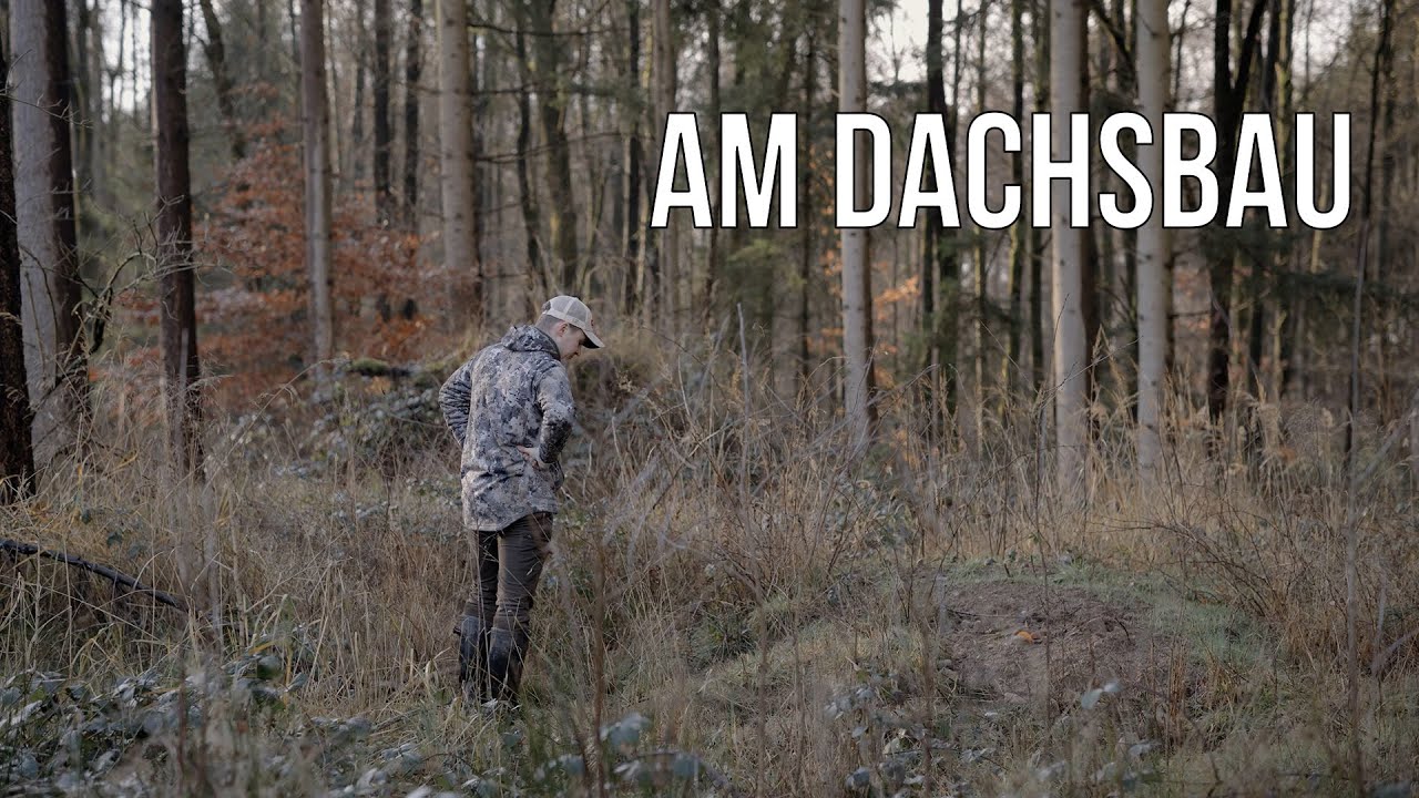 FDJ | F24 - Was muss ich über den Dachs und seinen Bau wissen?