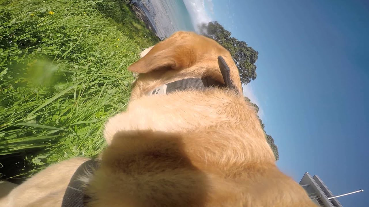 GoPro Hero 4 Golden Labrador playing fetch and trying to eat camera.