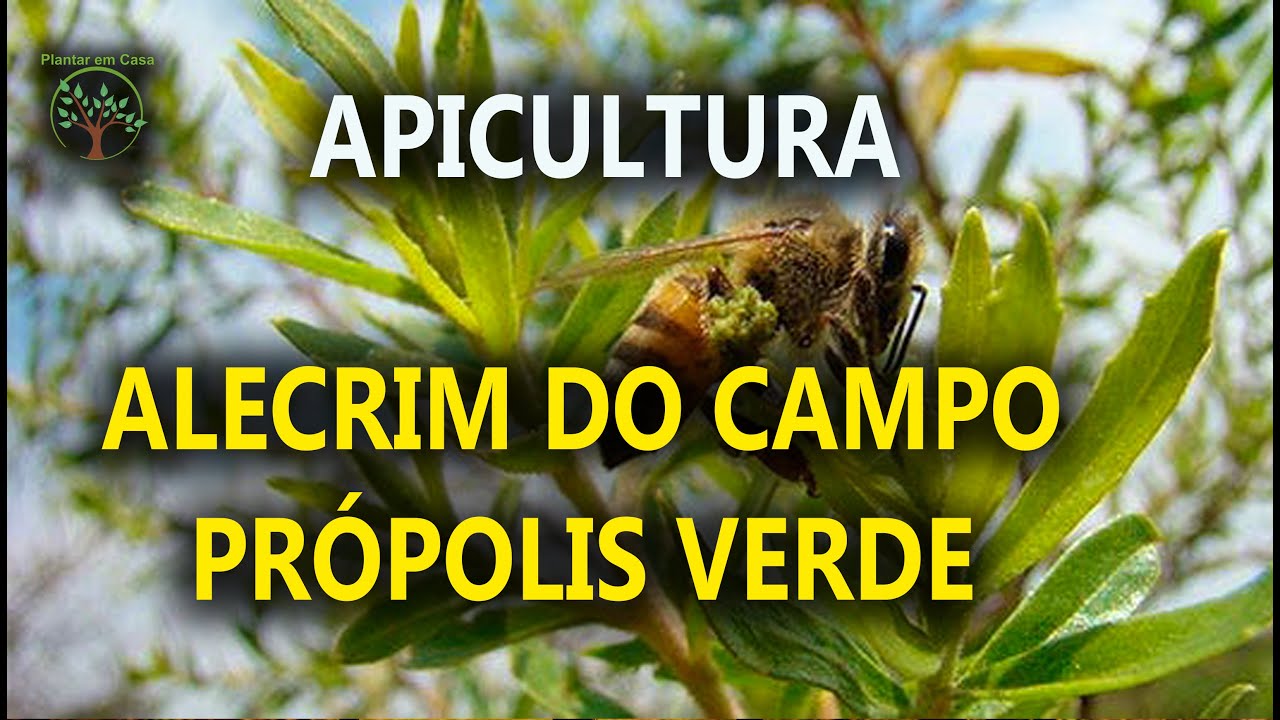 01 Alecrim do Campo, Própolis Verde, Apicultura de Qualidade