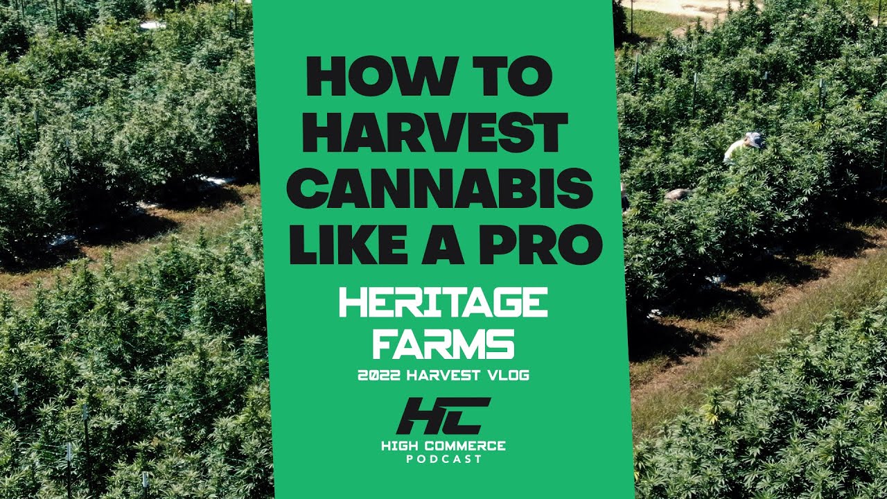 How to Harvest Cannabis Like a Pro - 2022 Heritage Farms Vlog