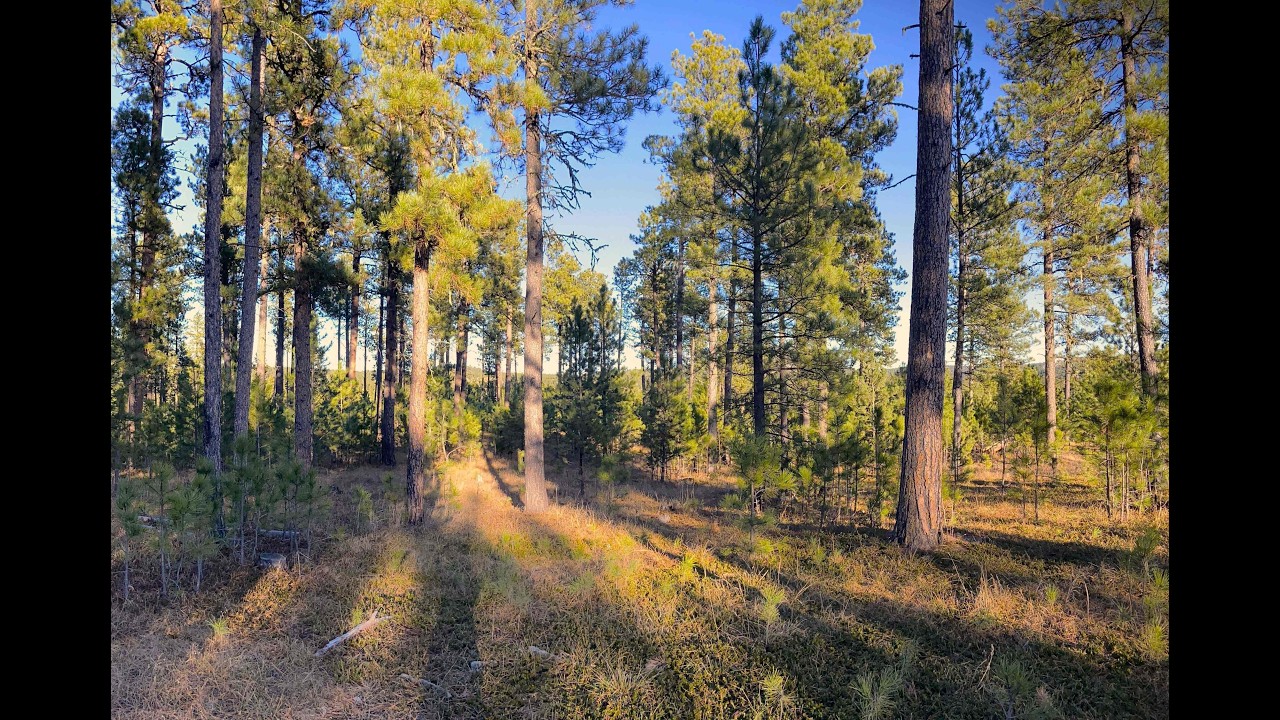 Norbeck Society Annual Forestry Field Trip