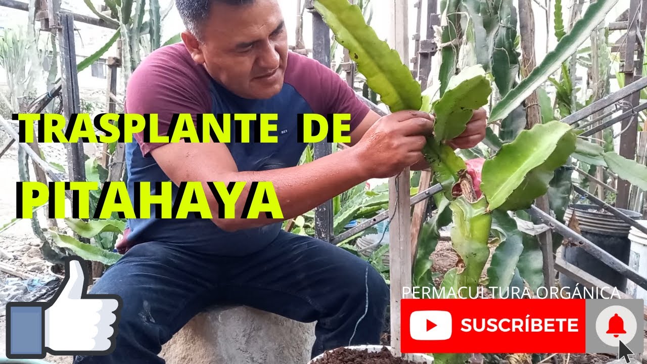 TRASPLANTE DE PITAHAYA