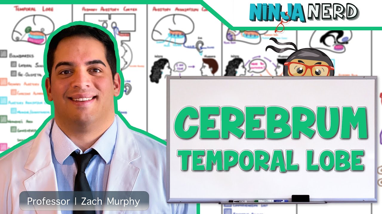 Neurology | Cerebrum: Temporal Lobe Anatomy & Function