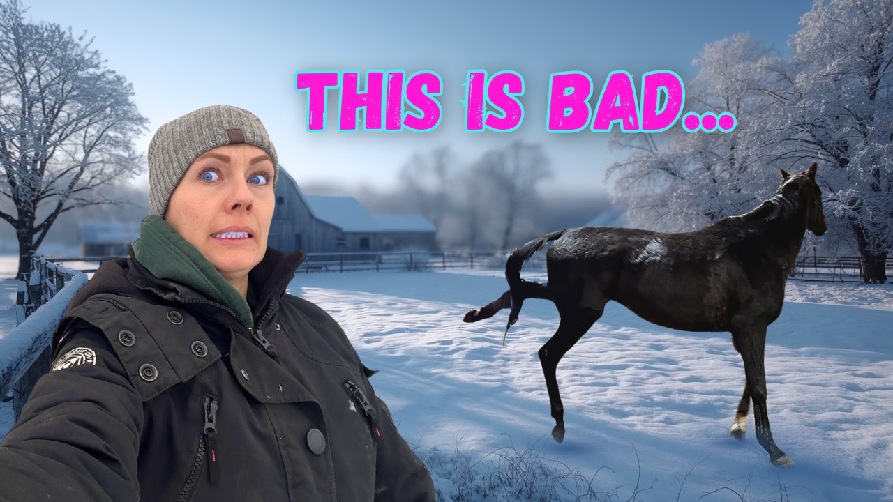 Even MORE Problems With My New Horse!