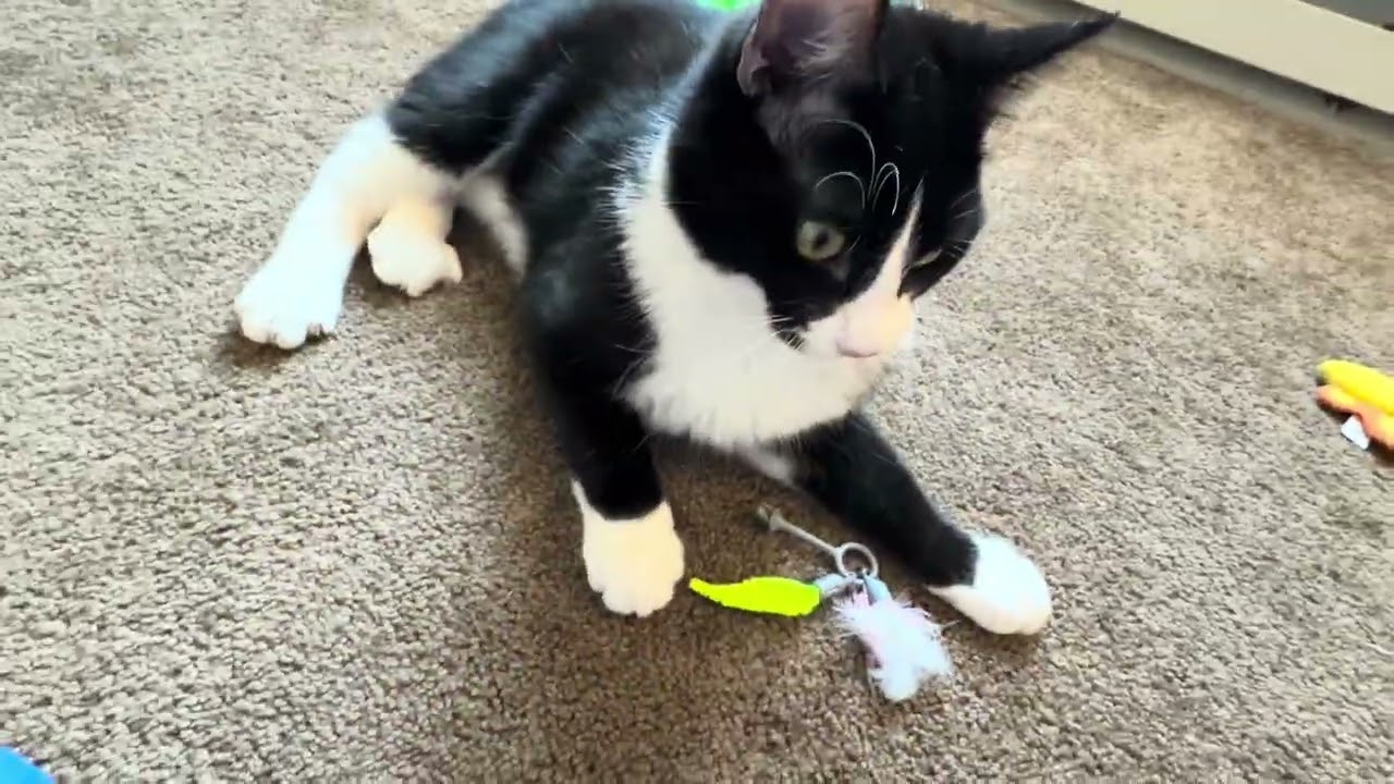 My kitten baby boots going crazy and doing backflips with his new toy