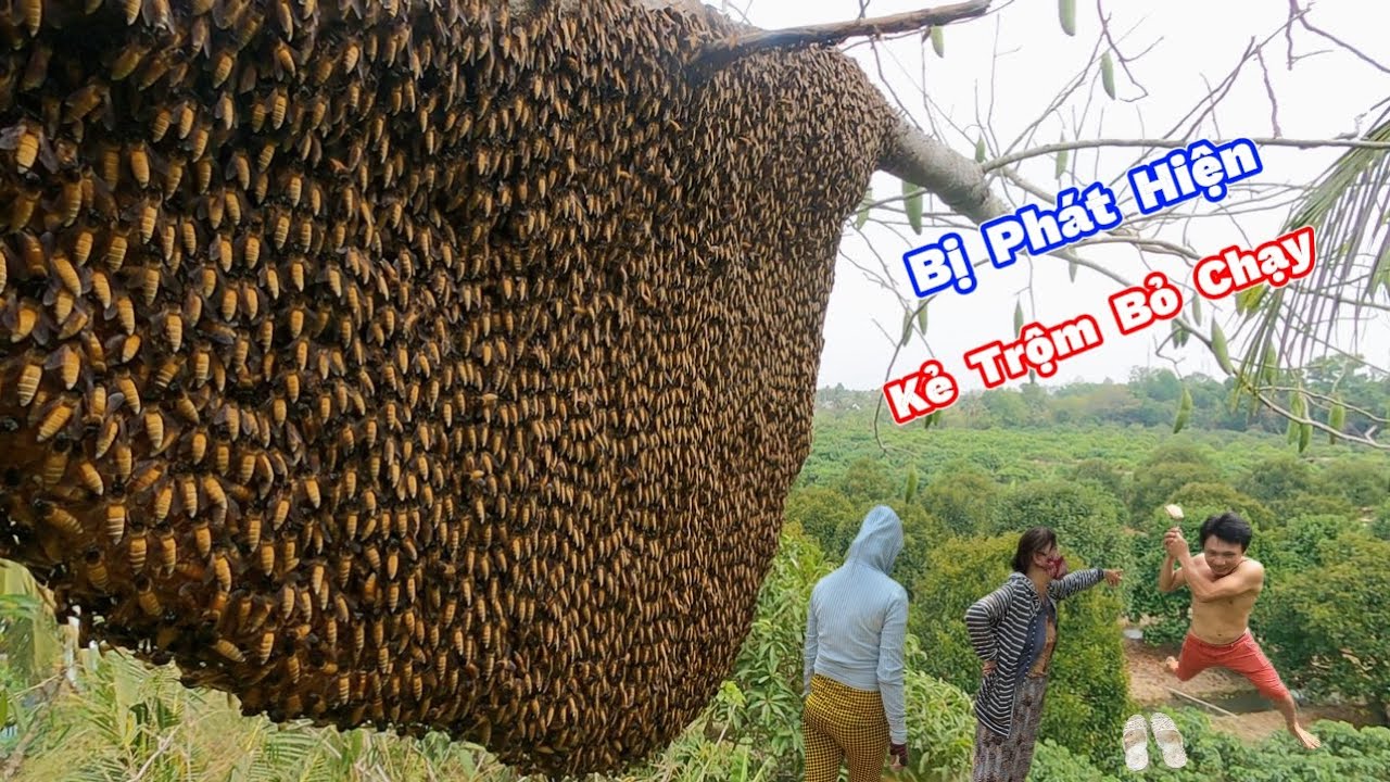 Chủ Nhà Phát Hiện KẺ TRỘM Ong Bỏ Chạy Lại Đôi Dép . Homeowner Discovers Bee Thief Running Away