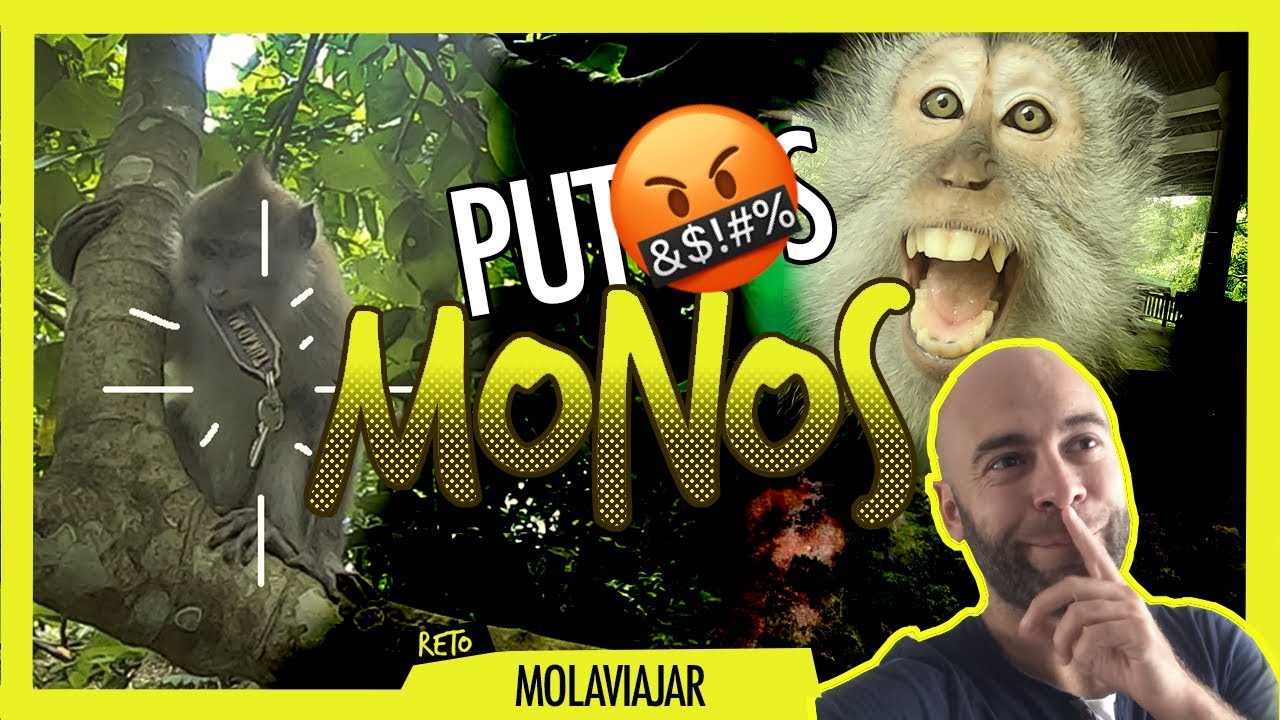 🙈🤬Nos atraca un mono en UBUD | INDONESIA T5 - E14