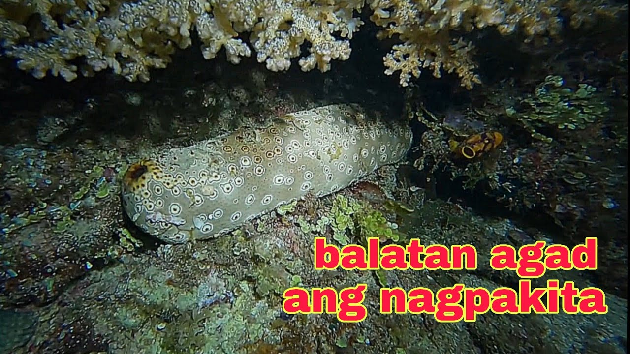 ep575 dive1 balatan agad ang nagpakita  kwartang linaw agad