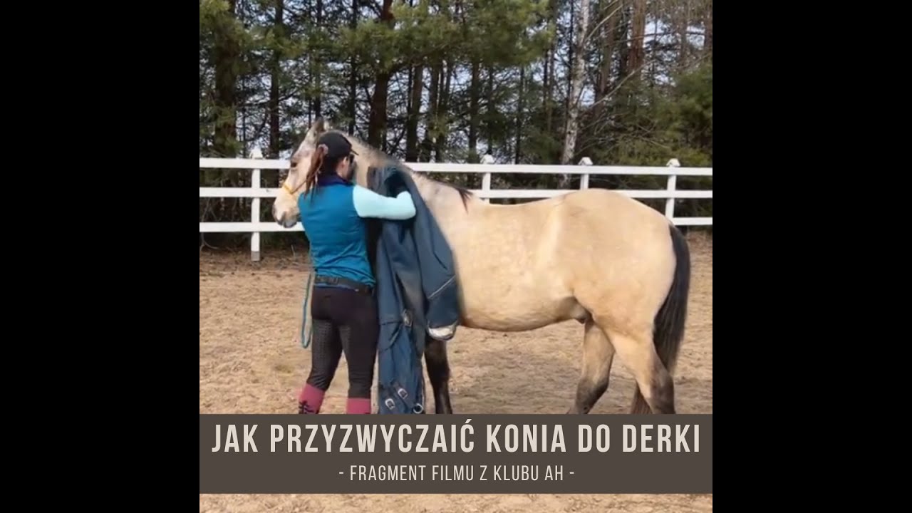 Jak przyzwyczaić konia do derki / Trening koni