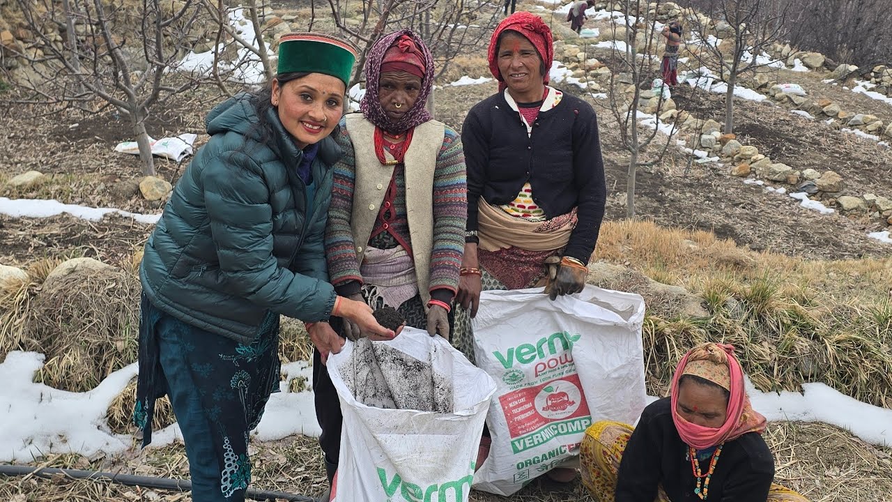 Sangla valley  में मटर बिज़ने से  पहले खेतों को  किया  जा रहा  तैयार
