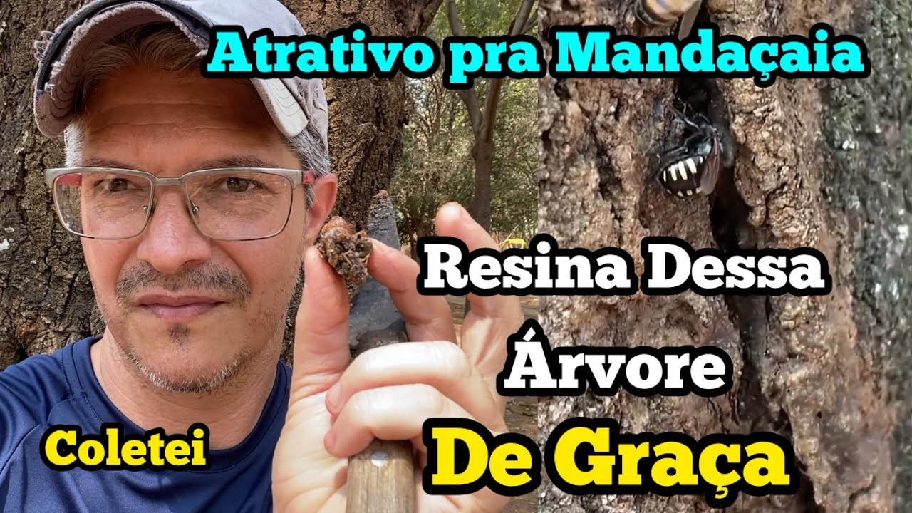 ATRATIVO DE GRAÇA PARA ABELHA MANDAÇAIA.Resina dessa arvore muito cheirosa