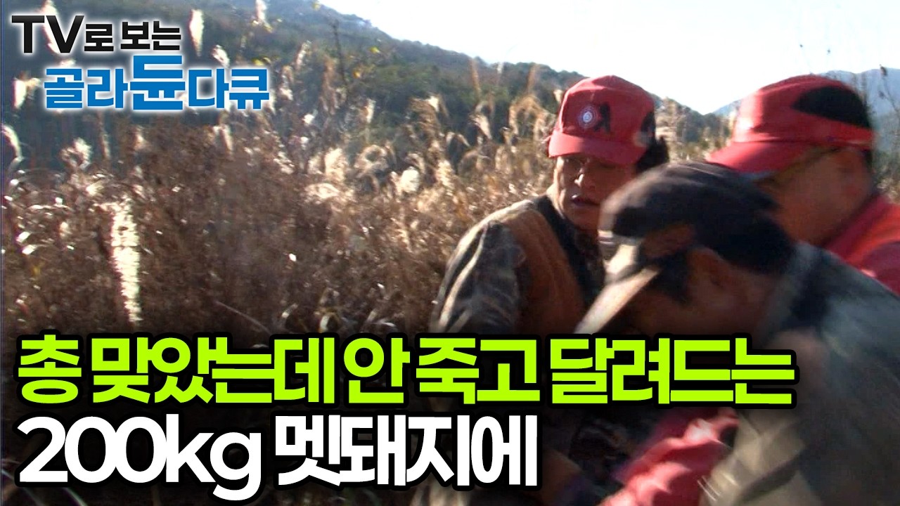보통 한 발이면 되는데 이놈 끈질기다, 안 죽고 달려드는 돌발 상황에 맞선 멧돼지 포획단 ｜극한직업｜#골라듄다큐