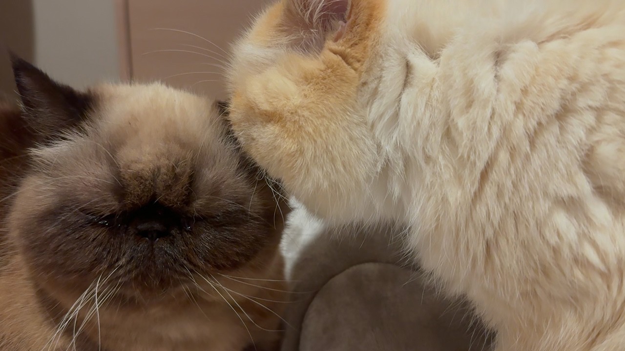 兄猫に舐めてもらってたけどなんだか耳の匂いが気になった弟猫。