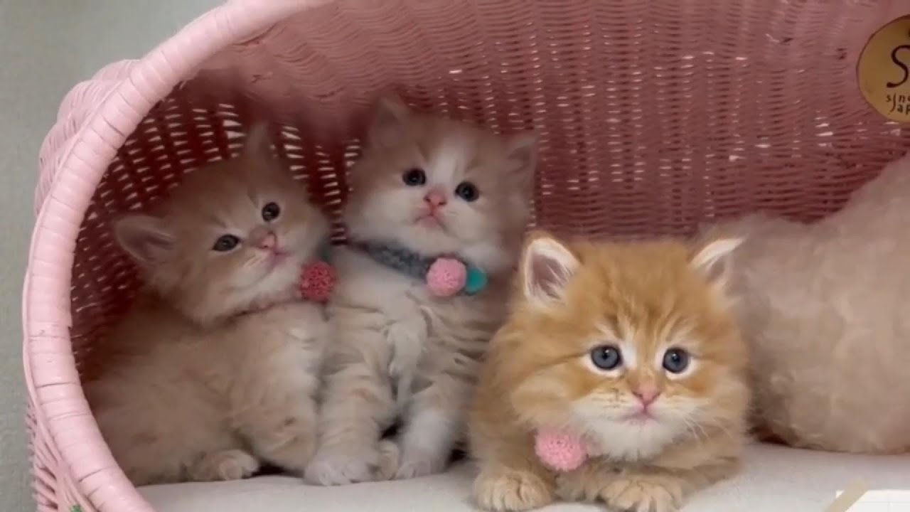 Pelan-Pelan Ya… Anak Kucing Chubby Ini Bikin Hati Meleleh 😳👉👈