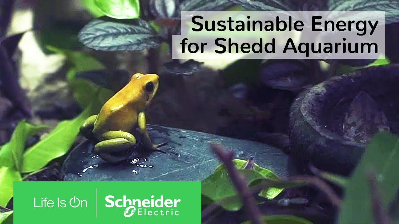 EcoStruxure с IoT-технологией обеспечивает устойчивое развитие Shedd Aquarium