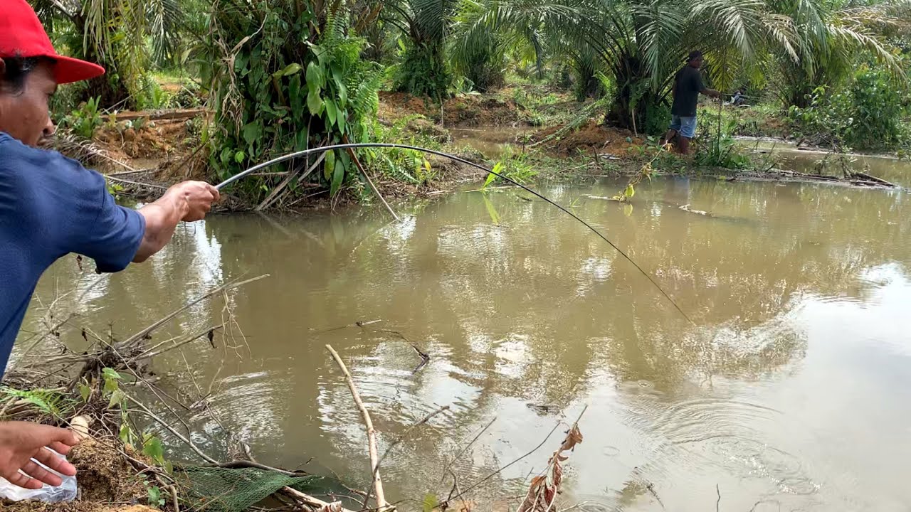 SERU MANCING RAME RAME.!!! SEMUA YANG MANCING PANEN IKAN DI KEBUN SAWIT YANG KEBANJIRAN