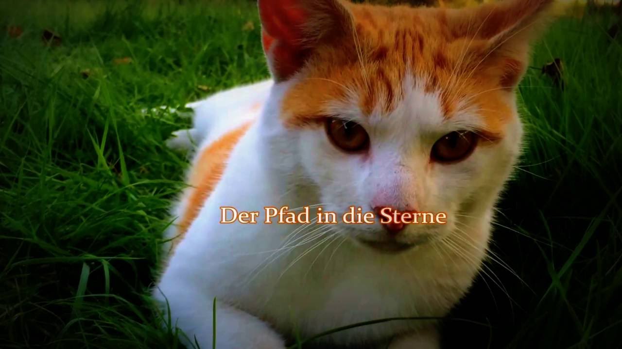 Warrior Cats Geschichte Der Pfad in die Sterne