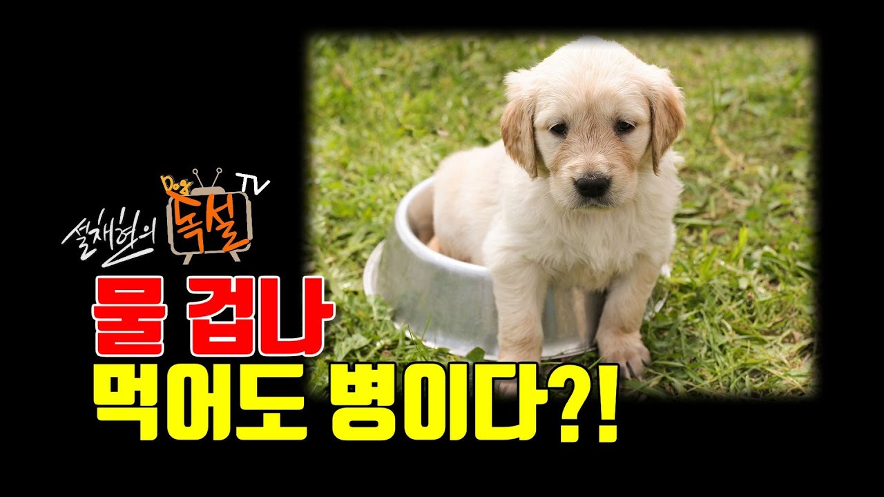 [설채현 수의학] 강아지 병있으면 물 많이 먹는다고?
