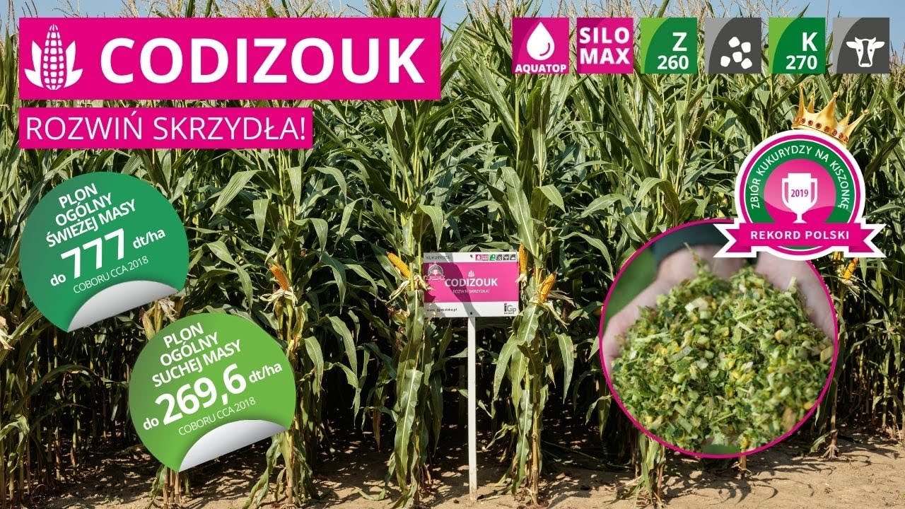 Kukurydza CODIZOUK 🌽 Ziarno FAO 260 | Kiszonka FAO 270