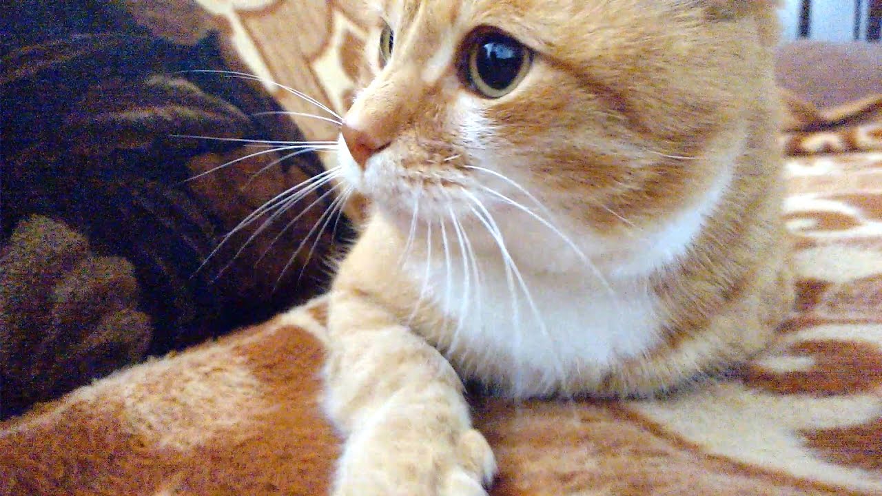 Understanding Cat Emotions