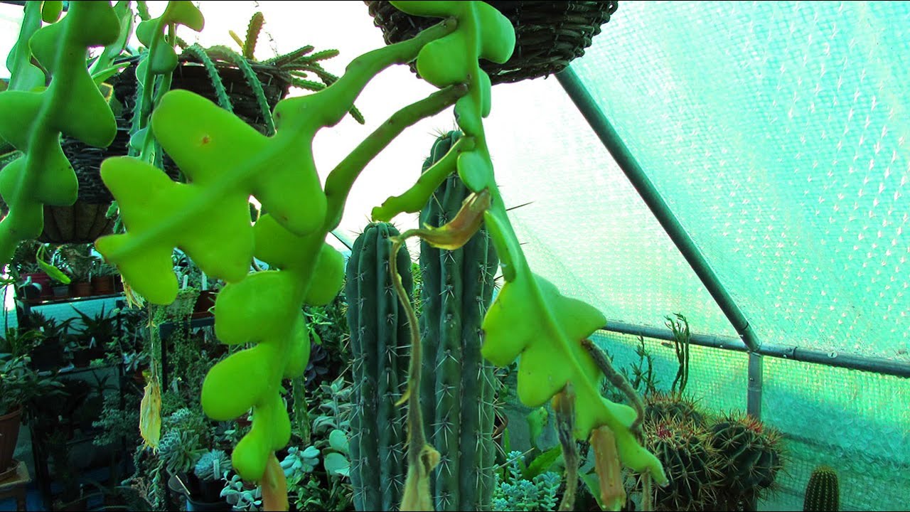 My Zig Zag Cactus Pollination UPDATE -Was it a Success ?