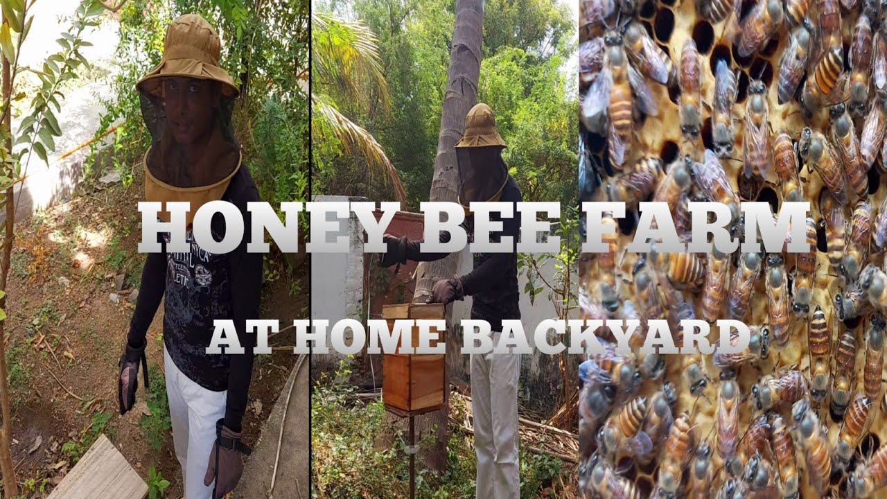 /Honeybeefarm/athome/backyard/thrive2explore/beehive/apisindica/