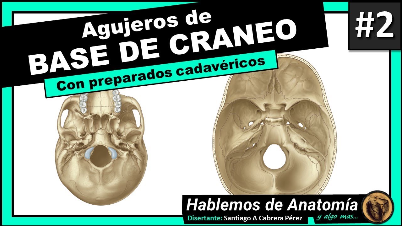 🔴👉AGUJEROS DE BASE DE CRANEO - MEDICINA 🟩 1er PARCIAL - ANATOMIA C🟪