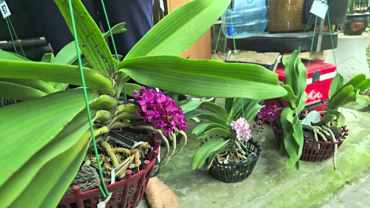 EM DUYÊN BÁN LAN  THÁI BÌNH 0976411919