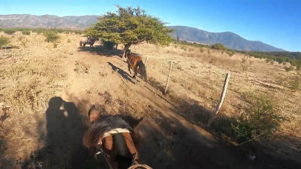 Laceadores de cerro #53