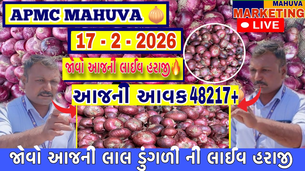 જોવો આજની લાલ ડુંગળી ની લાઈવ હરાજી | APMC MAHUVA | આજની આવક 48217+ થેલા આખી |