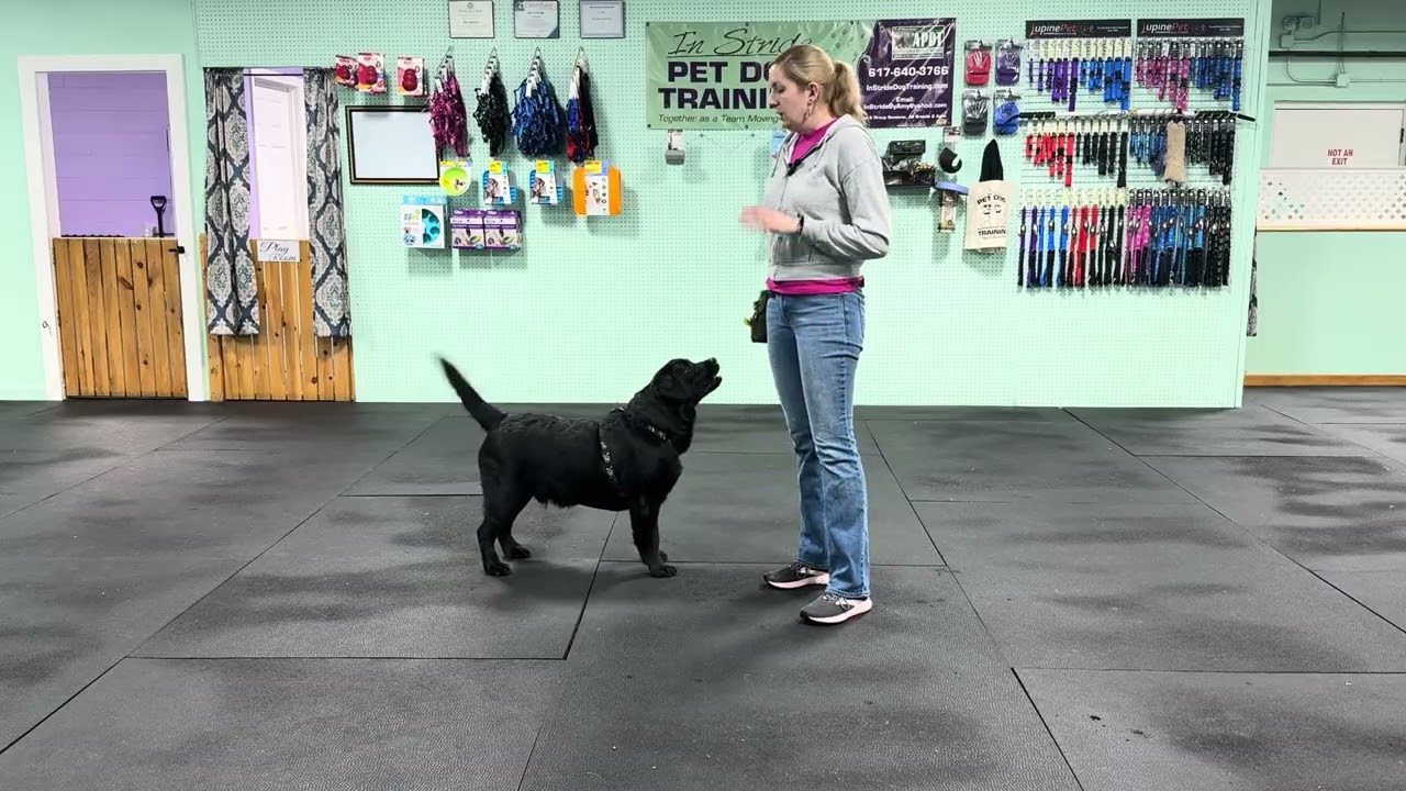 Bodie - (Part 2) Loose Leash Walking Practice, Info & Tips for Success.
