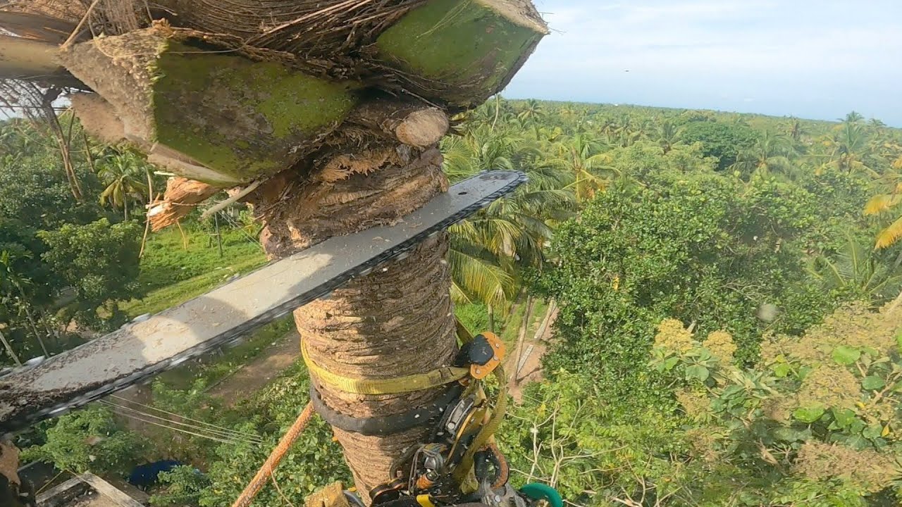 Coconut Tree Cutting with a spike and Zigzag 🤩 / Raja Woodcutting