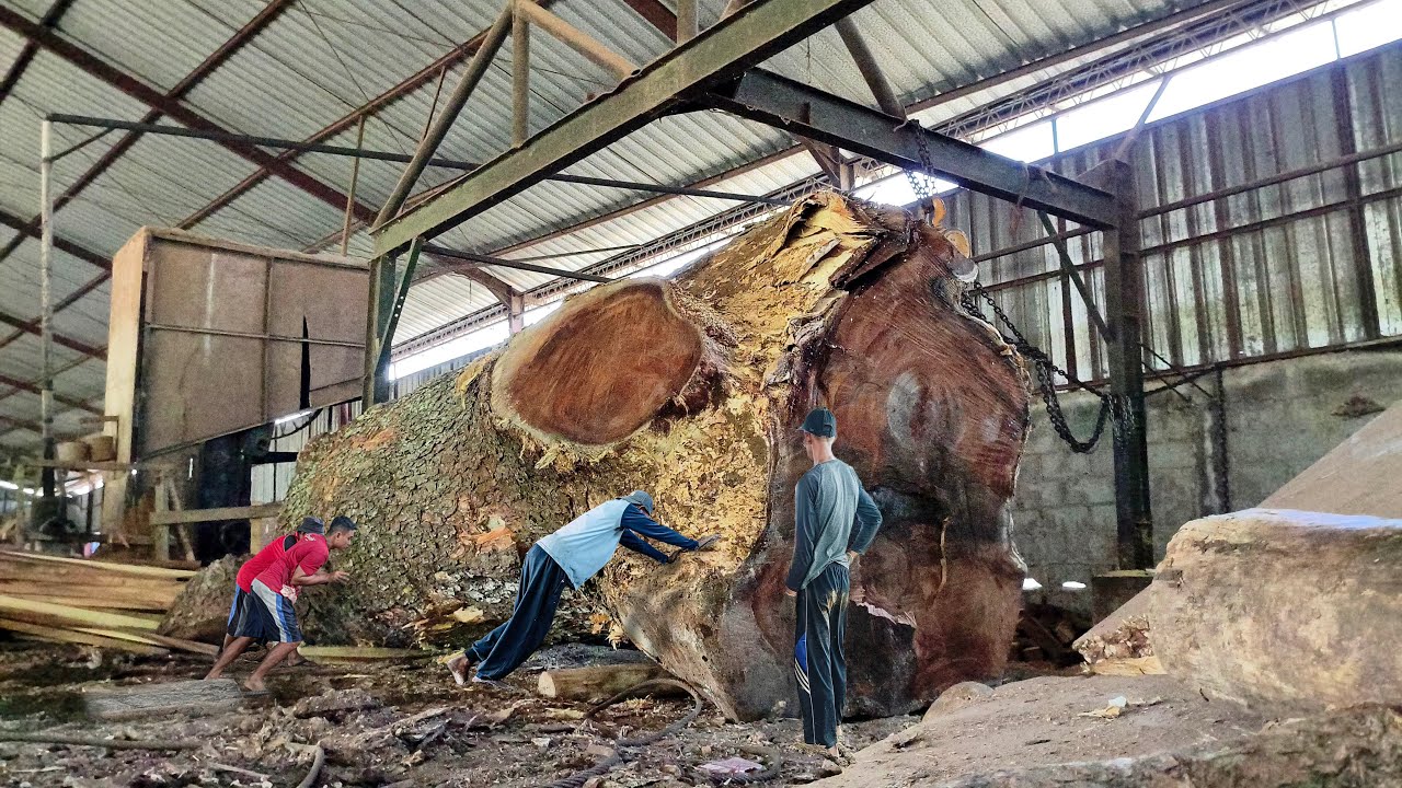 Horrifying!! An incident at a large rain tree sawmill resulted in the appearance of two baby monitor