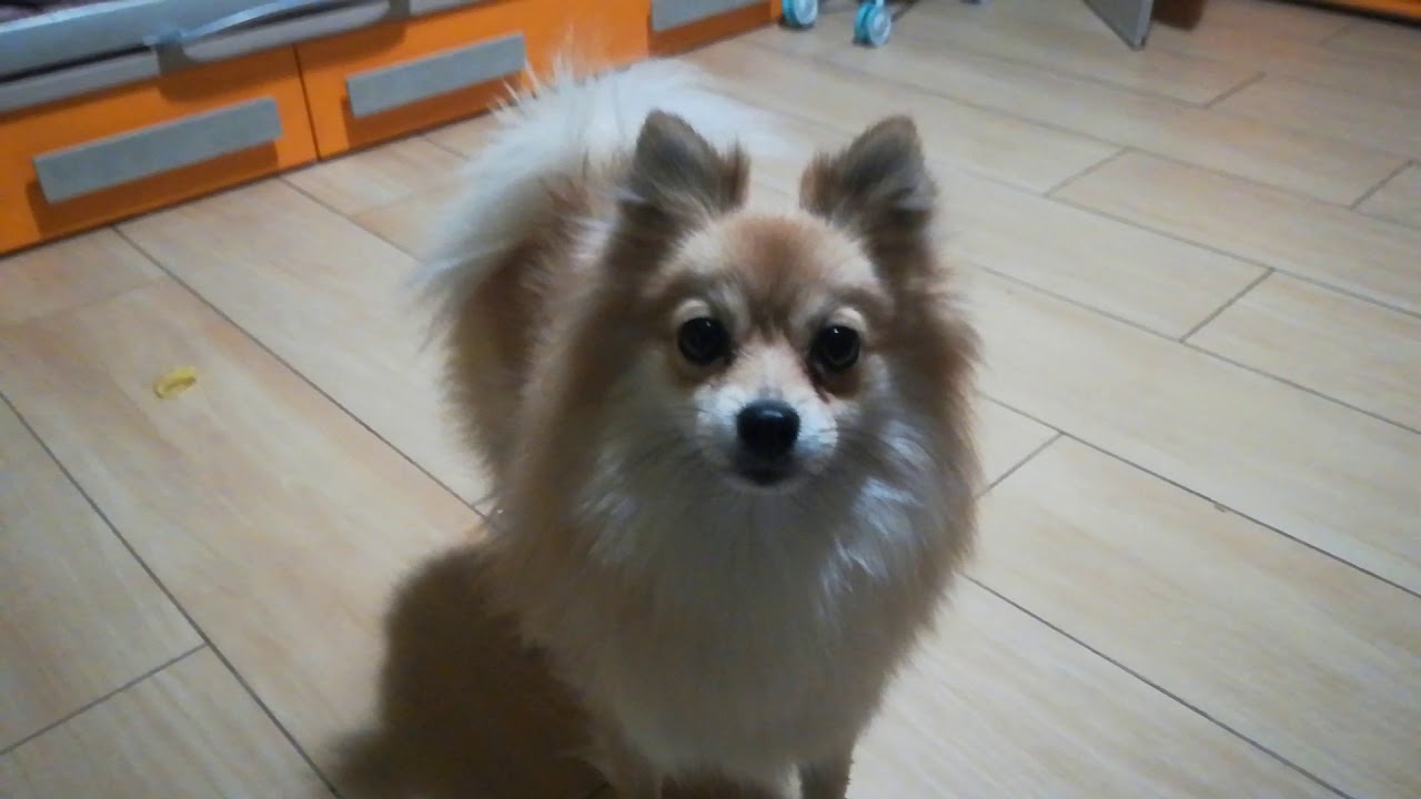 Il cane che abbaia e starnutisce