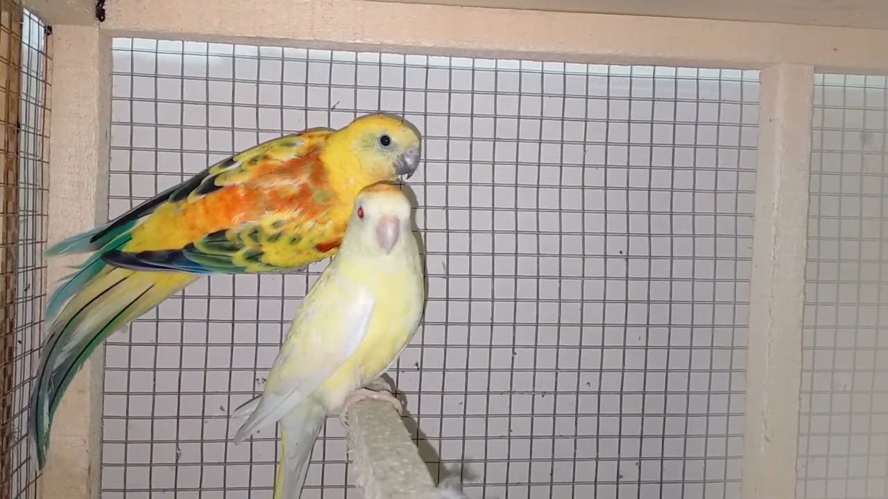 Red Opaline Rump Male & Lutino Red Eyes Female || Grass Parakeets @bigbirdslovers8607