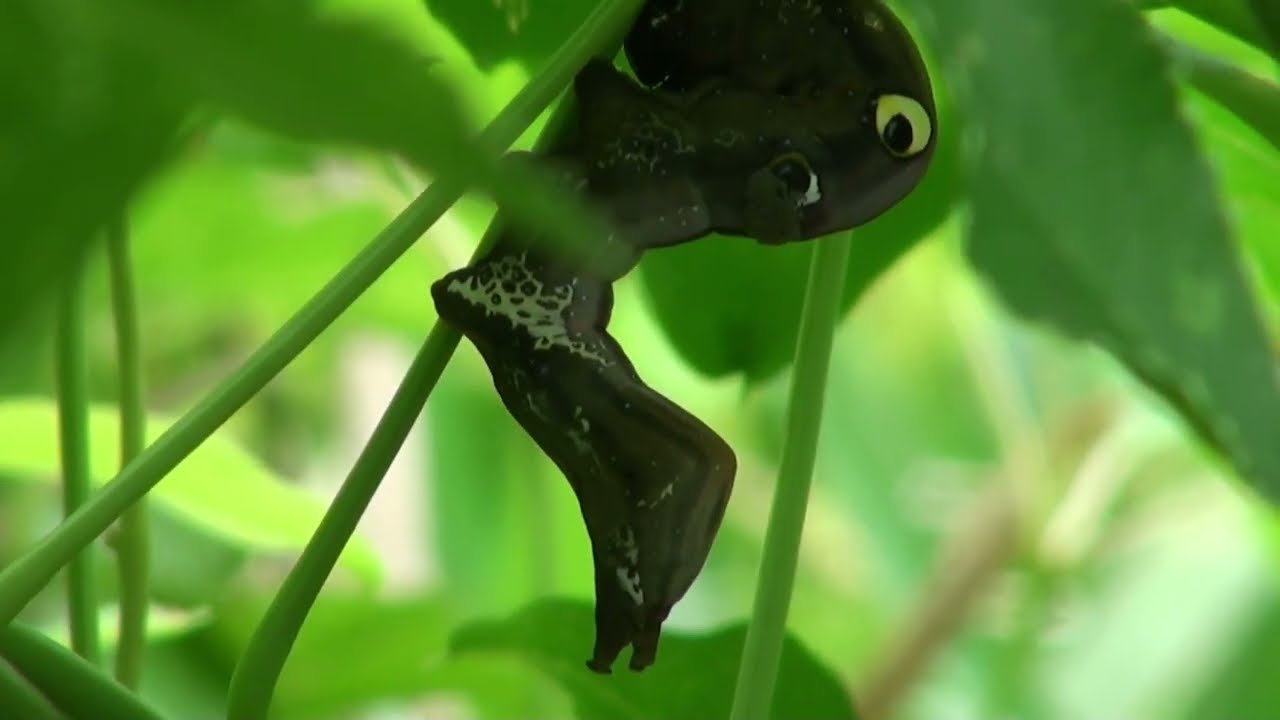 five leaf Akebia アケビみぃ～つけた！