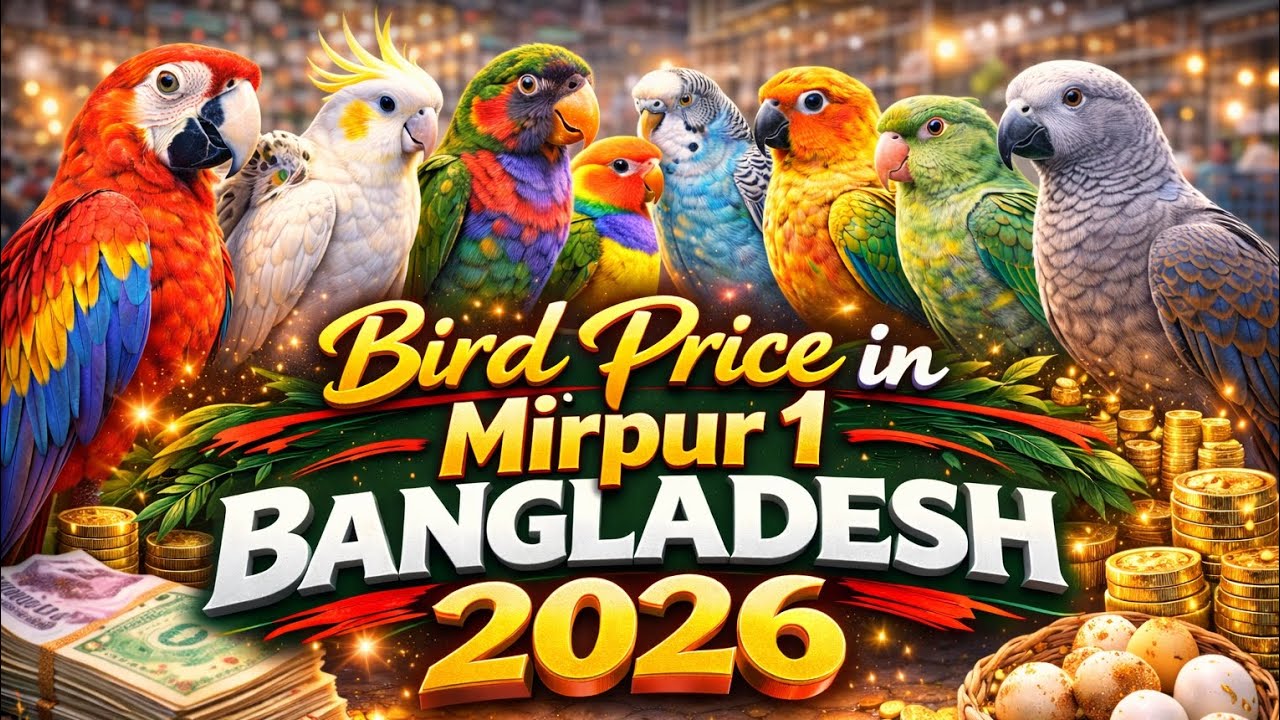 Mirpur 1 Bird Market Dhaka 2026 | Bird Price Update Bangladesh