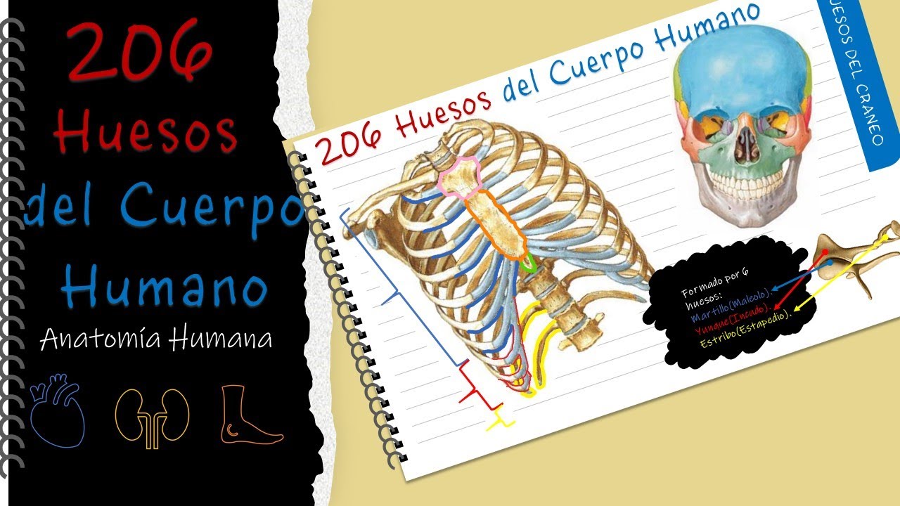 206 huesos del cuerpo humano