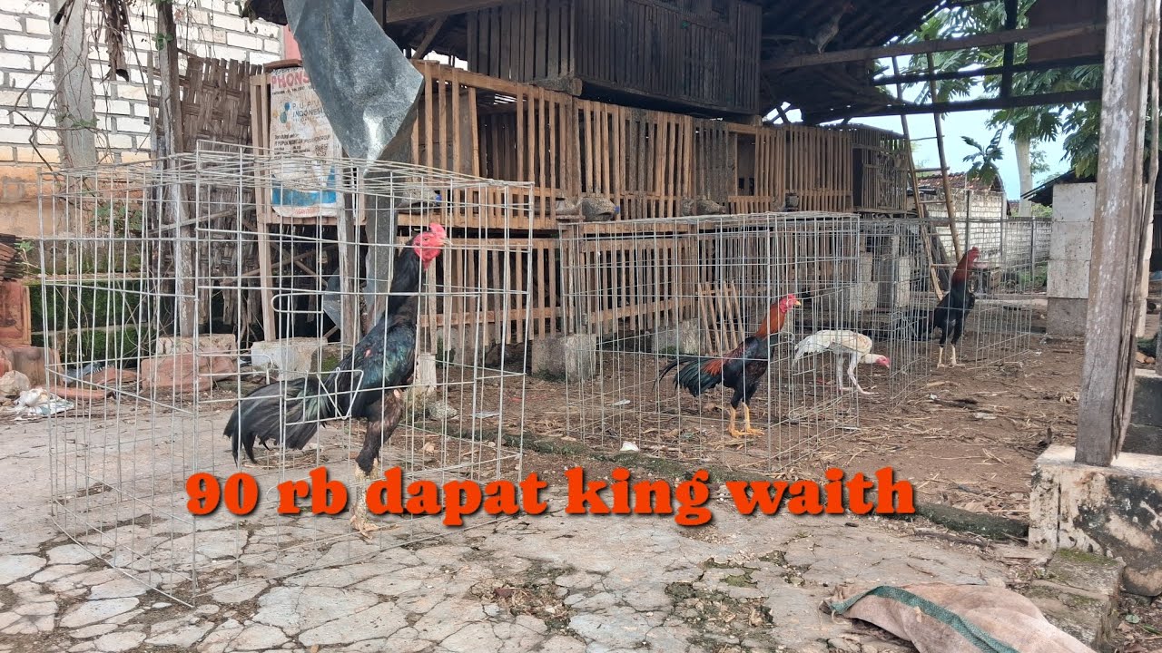 Jual beli ayam TUBAN JAWA TIMUR// kumbang redy lagi 