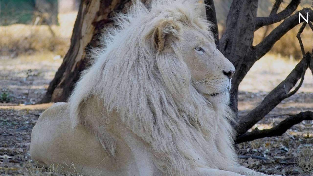 The animals of the African savannah