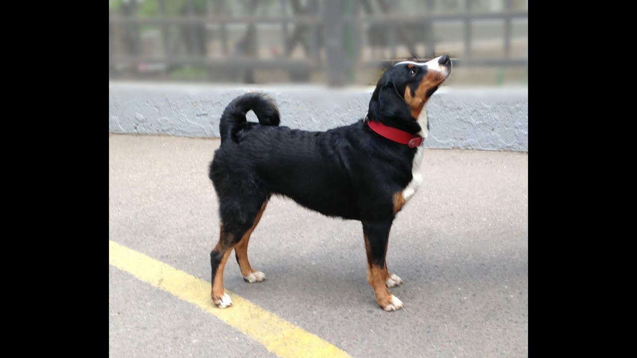 Giselle von Bärenboden appenzeller sennenhunde 1 Jahre alt