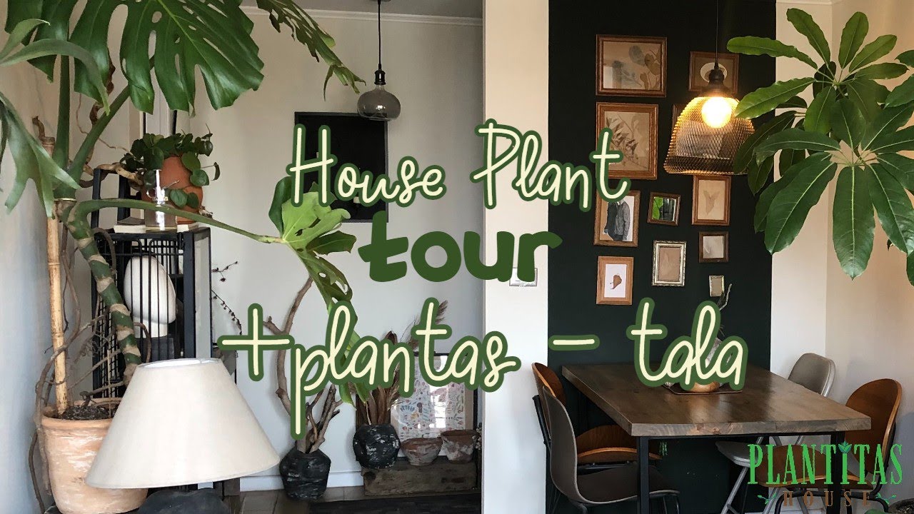House plant tour: Masplantasmenostala | Plantitashouse