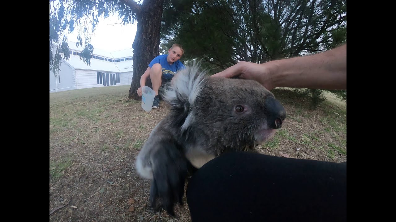 Friendly Koala Wants to be Picked up After Being Given Water