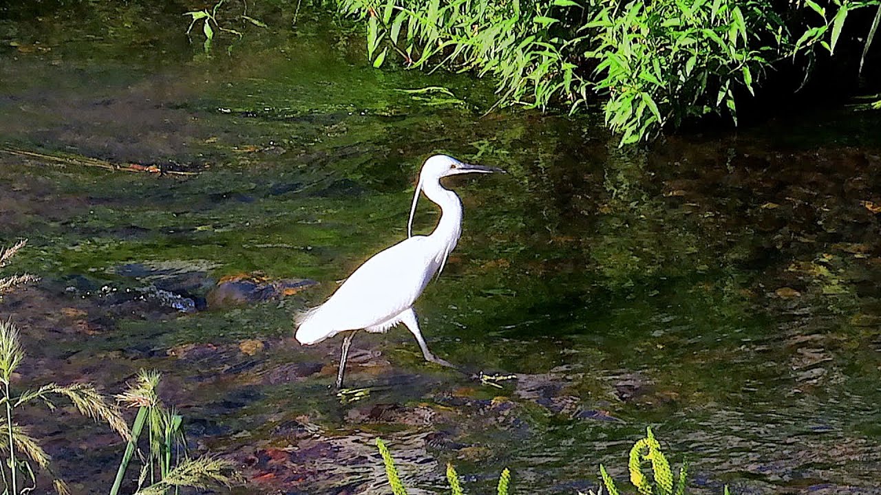 コサギ調布地区 2025 09 08 #コサギ #野鳥 #birds #wildlife #nature #自然観察ぶらり散歩