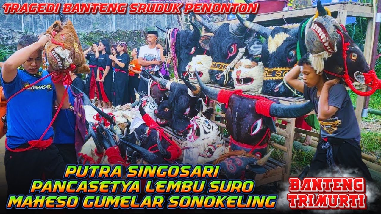TRAGEDI BANTENG SRUDUK PENONTON‼️MAHESO GUMELAR SONOKELING, PANCASETYA LEMBU SURO, PUTRA SINGOSARI