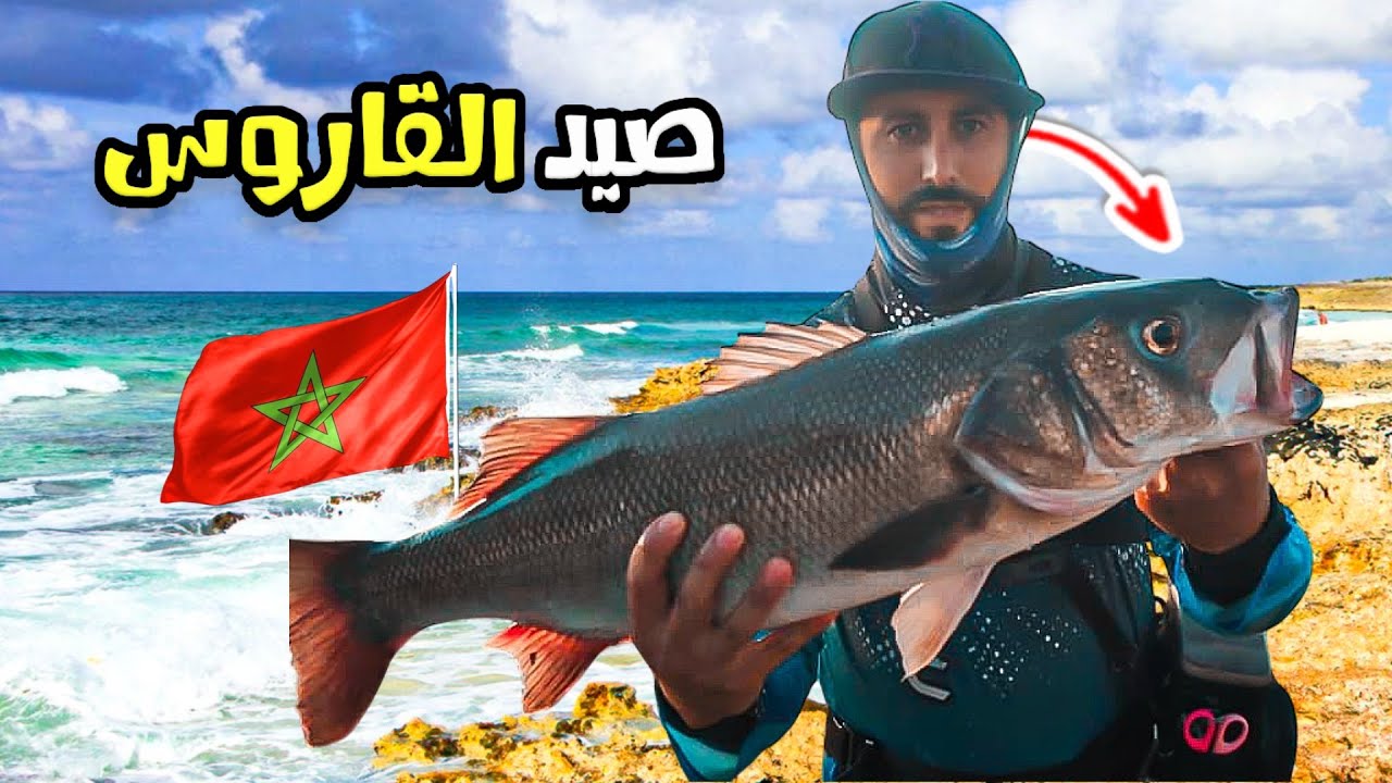 صيد سمك الدرعي من الحجم الكبير مع الريس عثمان 